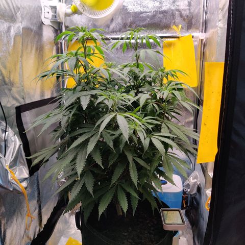 Pineapple kush  growlog timeline photo