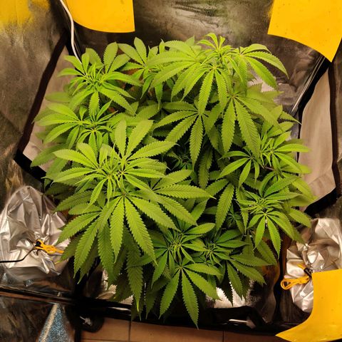 Pineapple kush  growlog timeline photo