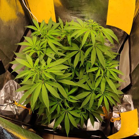 Pineapple kush  growlog timeline photo