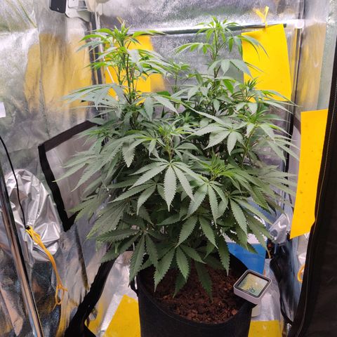 Pineapple kush  growlog timeline photo