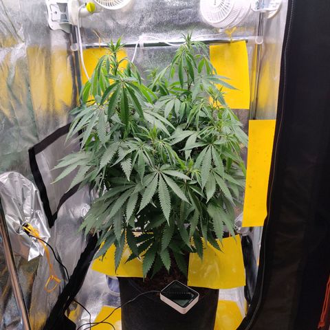 Pineapple kush  growlog timeline photo
