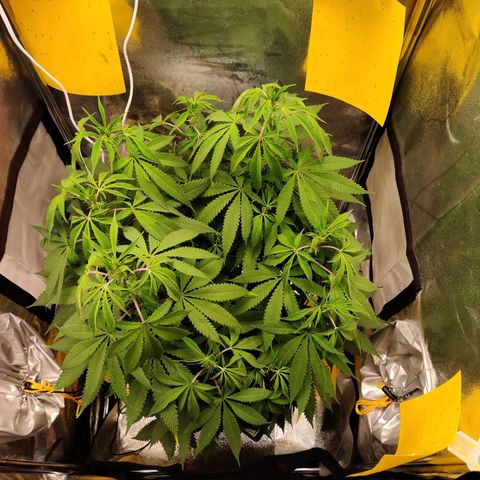 Pineapple kush  growlog timeline photo