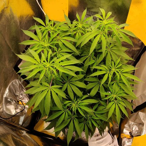 Pineapple kush  growlog timeline photo