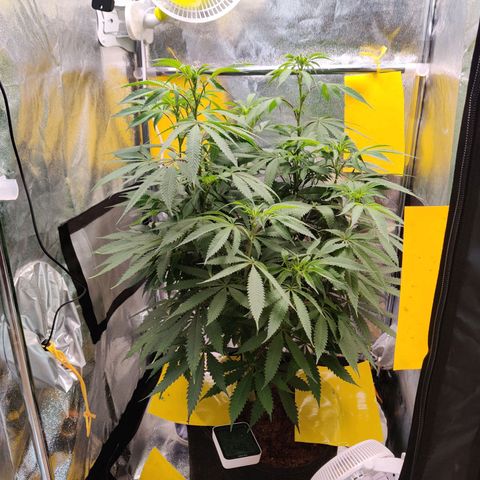 Pineapple kush  growlog timeline photo