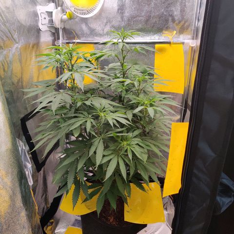 Pineapple kush  growlog timeline photo