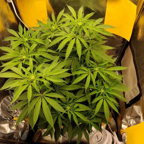 Pineapple kush  growlog timeline photo
