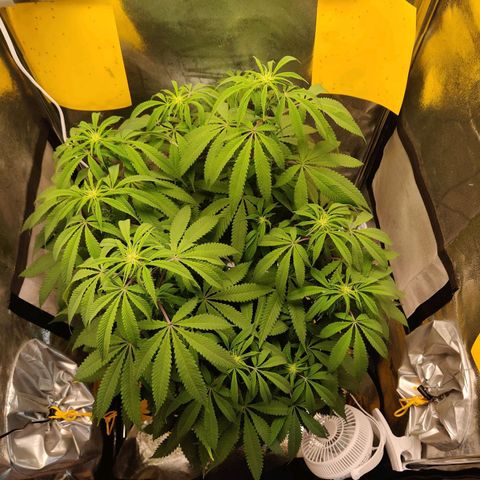 Pineapple kush  growlog timeline photo