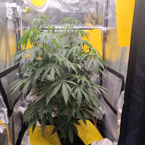 Pineapple kush  growlog timeline photo