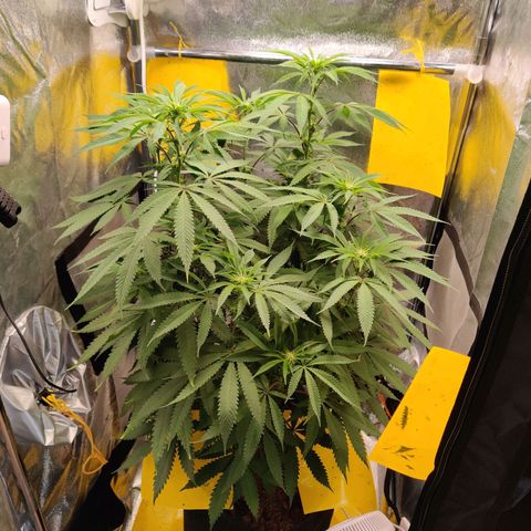 Pineapple kush  growlog timeline photo