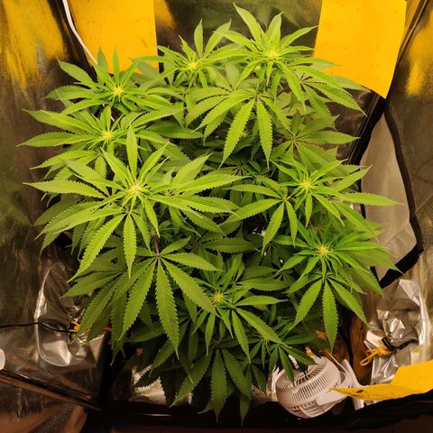 Pineapple kush  growlog timeline photo