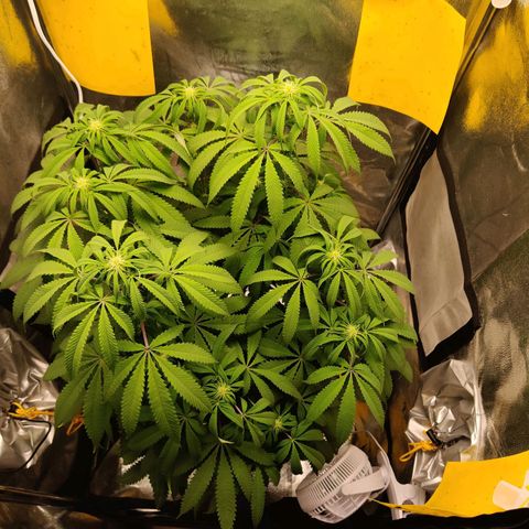 Pineapple kush  growlog timeline photo