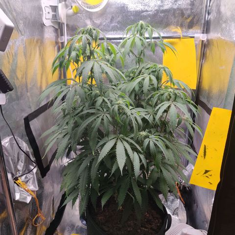 Pineapple kush  growlog timeline photo