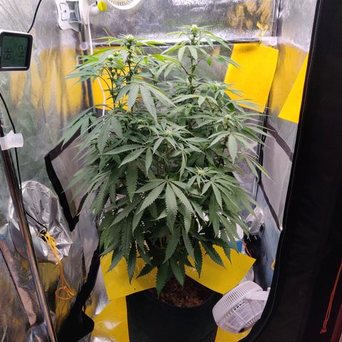 Pineapple kush  growlog timeline photo