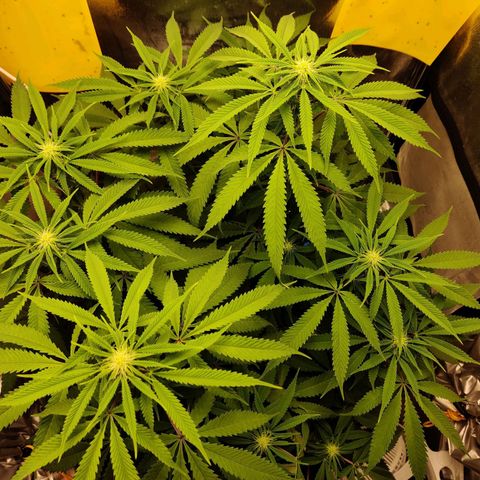 Pineapple kush  growlog timeline photo