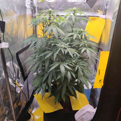 Pineapple kush  growlog timeline photo