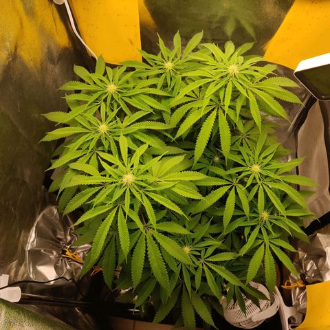 Pineapple kush  growlog timeline photo