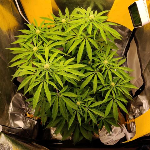 Pineapple kush  growlog timeline photo
