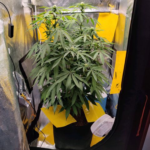 Pineapple kush  growlog timeline photo