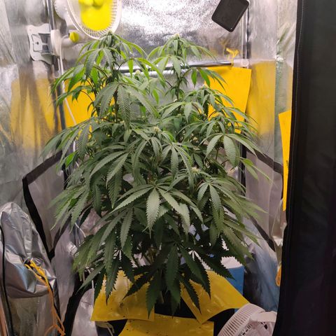 Pineapple kush  growlog timeline photo