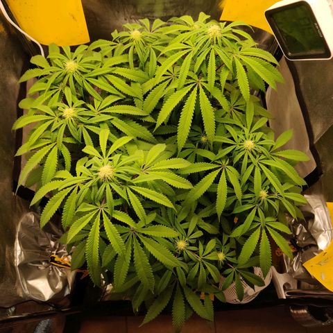 Pineapple kush  growlog timeline photo