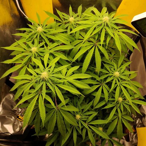 Pineapple kush  growlog timeline photo