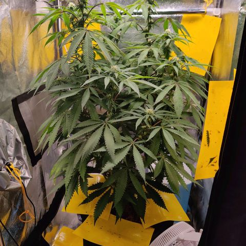 Pineapple kush  growlog timeline photo