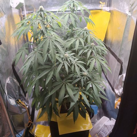 Pineapple kush  growlog timeline photo