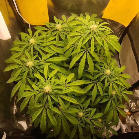 Pineapple kush  growlog timeline photo
