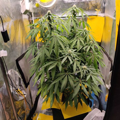 Pineapple kush  growlog timeline photo