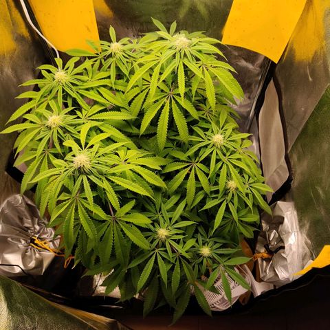 Pineapple kush  growlog timeline photo