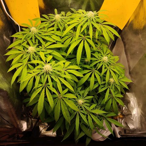 Pineapple kush  growlog timeline photo
