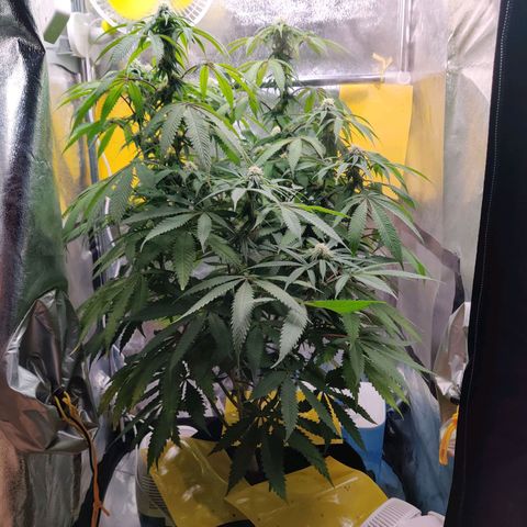 Pineapple kush  growlog timeline photo
