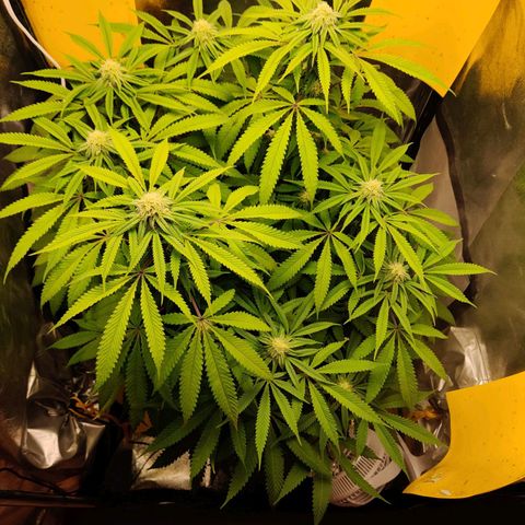 Pineapple kush  growlog timeline photo