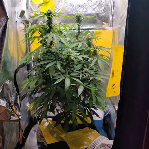 Pineapple kush  growlog timeline photo