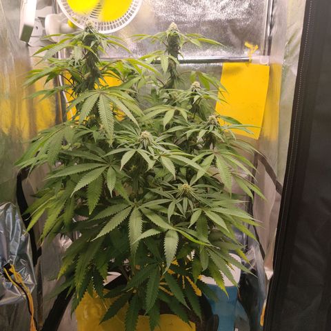 Pineapple kush  growlog timeline photo