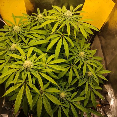 Pineapple kush  growlog timeline photo