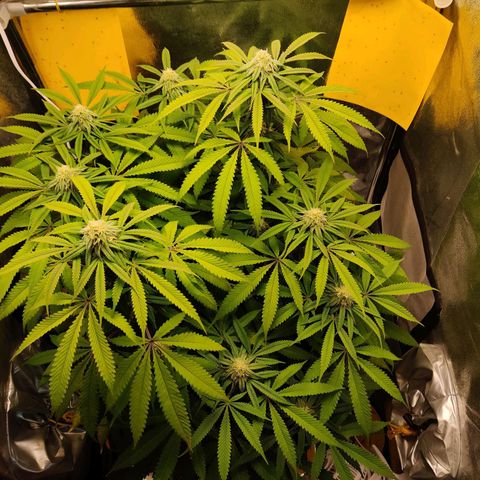 Pineapple kush  growlog timeline photo
