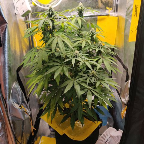 Pineapple kush  growlog timeline photo