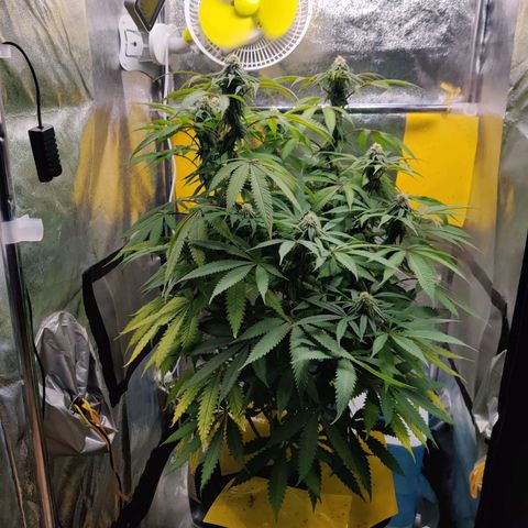 Pineapple kush  growlog timeline photo