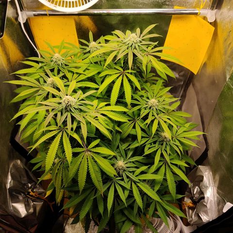 Pineapple kush  growlog timeline photo