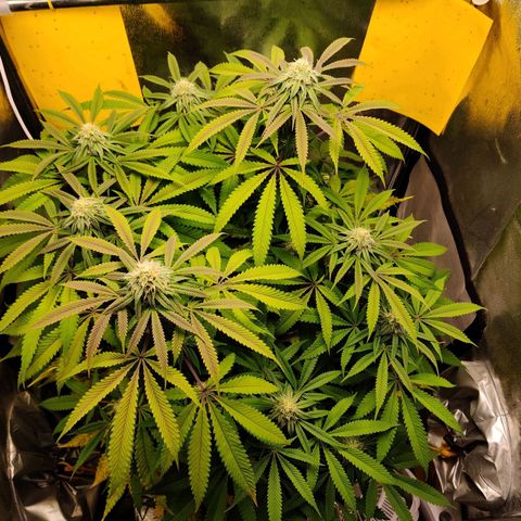 Pineapple kush  growlog timeline photo