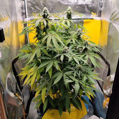 Pineapple kush  growlog timeline photo