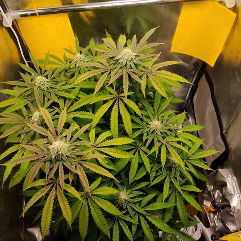 Pineapple kush  growlog timeline photo