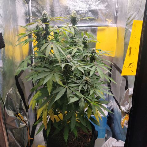Pineapple kush  growlog timeline photo
