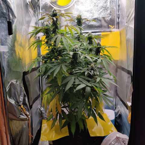 Pineapple kush  growlog timeline photo