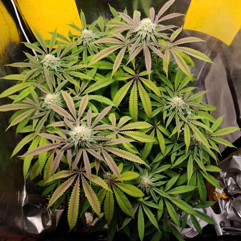 Pineapple kush  growlog timeline photo