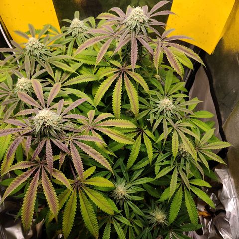 Pineapple kush  growlog timeline photo