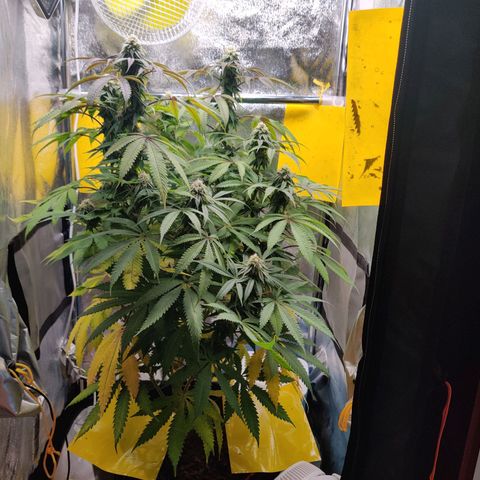 Pineapple kush  growlog timeline photo