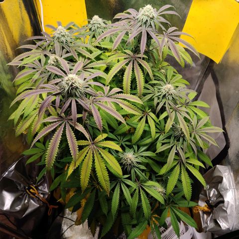 Pineapple kush  growlog timeline photo