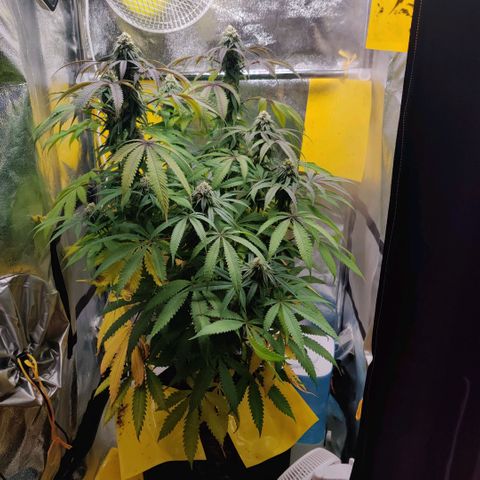 Pineapple kush  growlog timeline photo